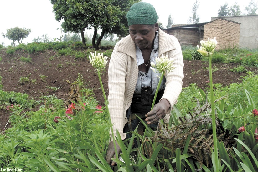 Rwanda will host a regional horticulture industry conference at the end of this month. (File photo)