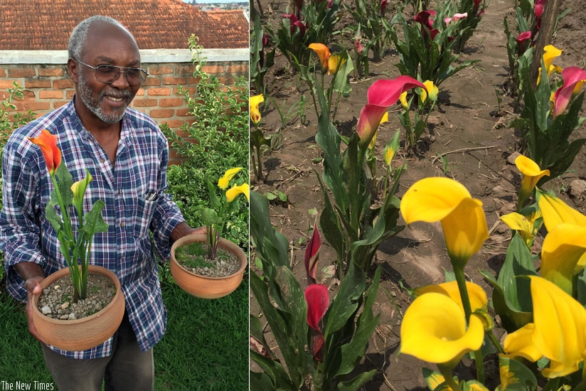 Nziyonsenga holding two flower pots at his home garden in Kicukiro. RIGHT: Yellow and red arums in the farmer's marshland flower garden in Bishenyi. (Photo: Ntare Rwabugiri)