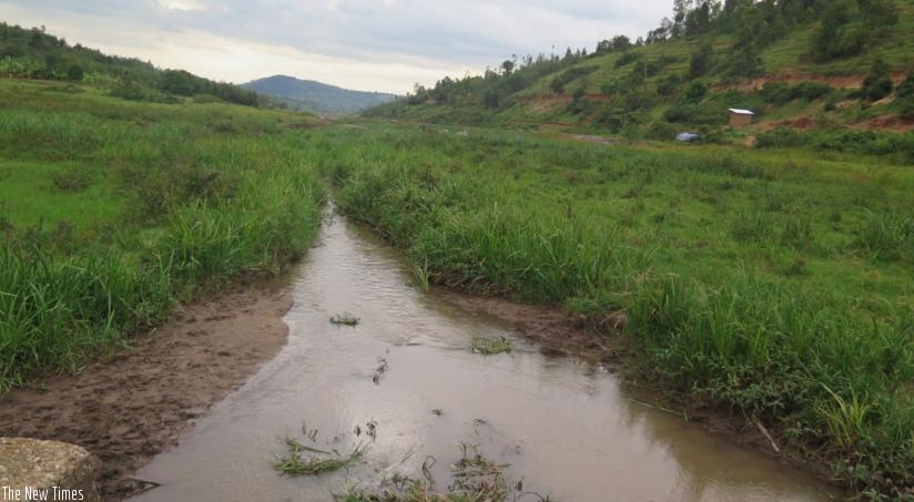 A view of the Rusuli Marshland as of November 13, 2015. The Marshland is being developed through a partnership with Welthungerhilfe, FONERWA and the Huye local community. (Emmanuel Ntirenganya)