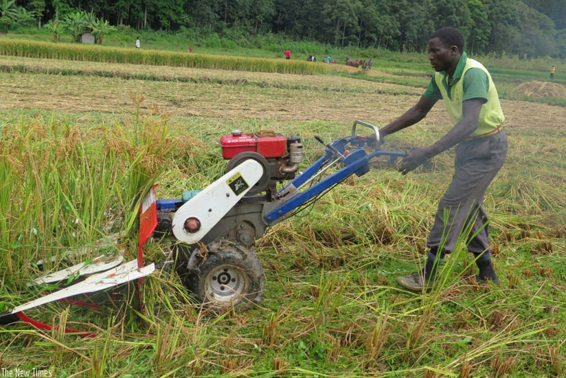 A farmer harvests rice. It is important to promote agriculture mechanisation to boost production and farmersu2019 incomes. (File)