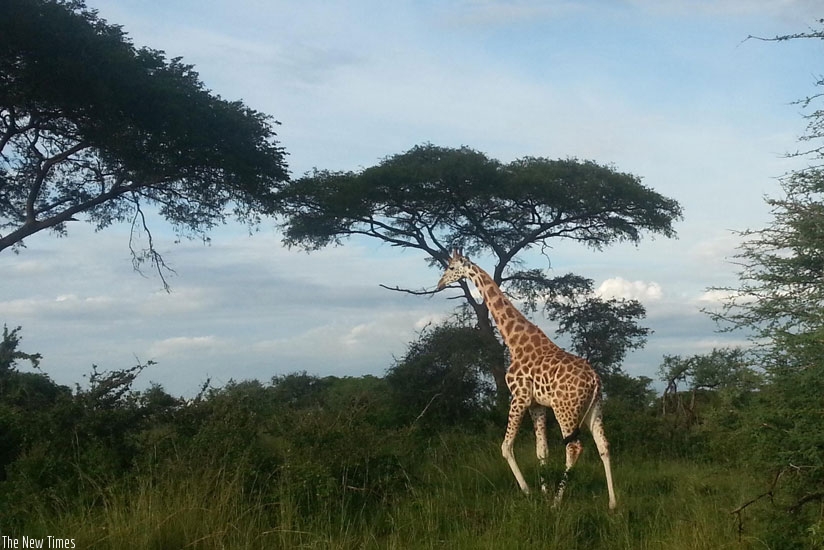 A graceful giraffe stands tall near Pakuba Lodge. (Allan Brian Ssenyonga)