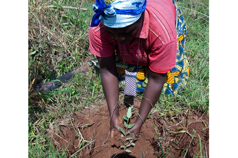 A resident of Rusororo plants  a tree.(Timothy  Kisambira)