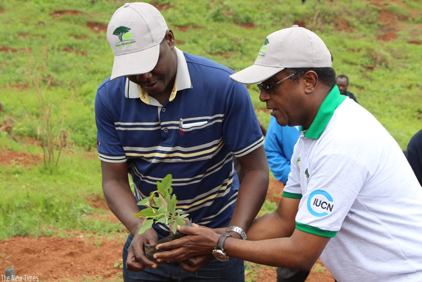 The Speaker of the East African Legislative Assembly, Daniel Kidega (L),  and the Minister for Natural Resources, Vincent Biruta, prepare a seedling for planting in Gatsibo during Umuganda on Saturday. (All photos by Michel Nkurunziza)