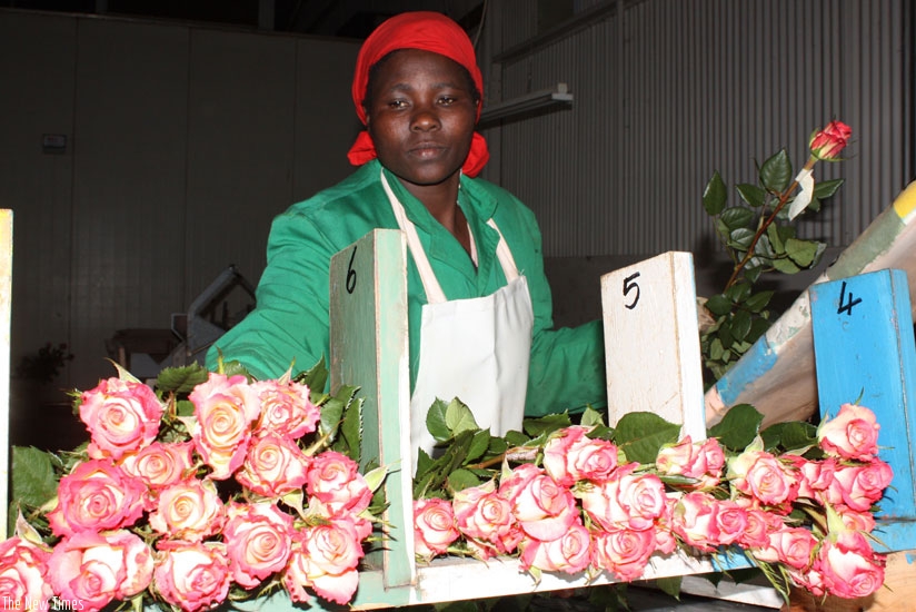 Flower growing is one of the priority areas that government is developing to increase exports in the medium-term. (Net photo)