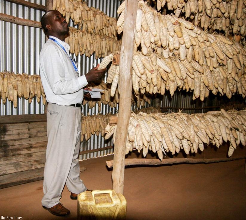 An agricultural extension worker inspects maize in Gicumbi. WFP has unveiled an initiative to help small farmers transition to commercial producers. (File)