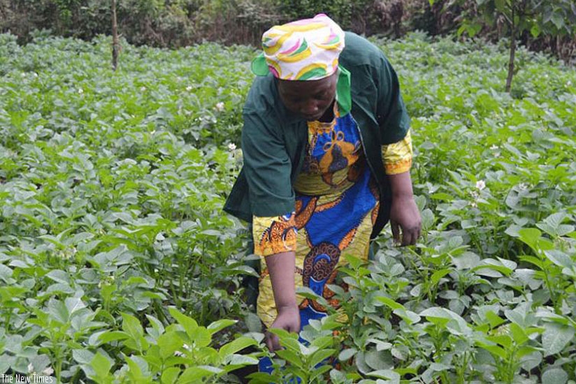 A woman weeds her irish potato garden. (File)