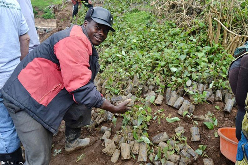 Rubavu residents pick tree seedlings for planting last year. (File)