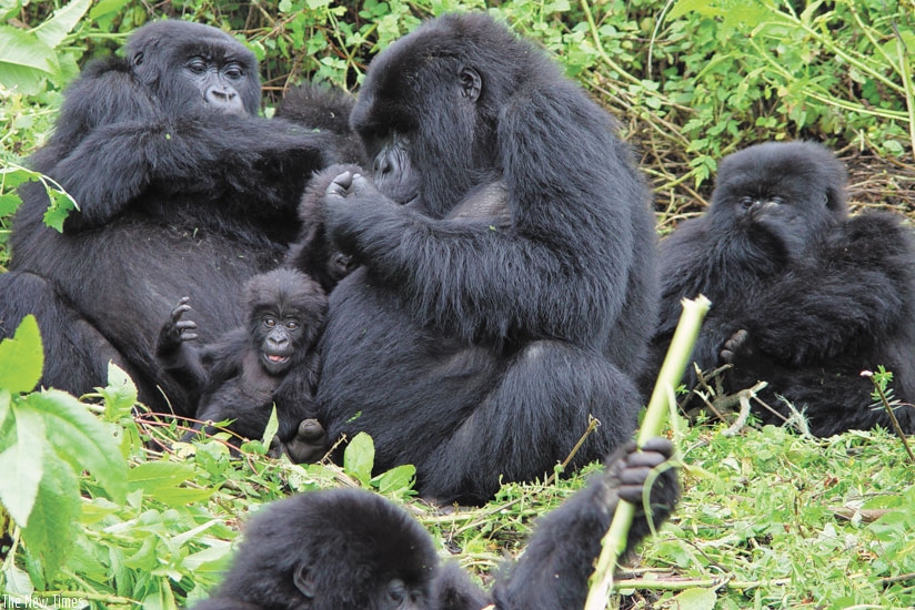 Mountain gorillas in Volcanoes National Park. (File)