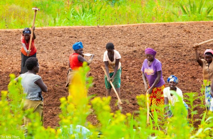 Farmers in Ruryaraya Sector in Rwamagana District tilling their land. Rwanda currently has around 1.5 million hectares of arable land, most of which is either in use for commercial or subsistence farming. (File)