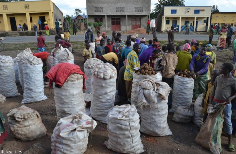 Sacks of Irish potatoes at a collection centre in Burera. (Jean d'Amour Mbonyinshuti)