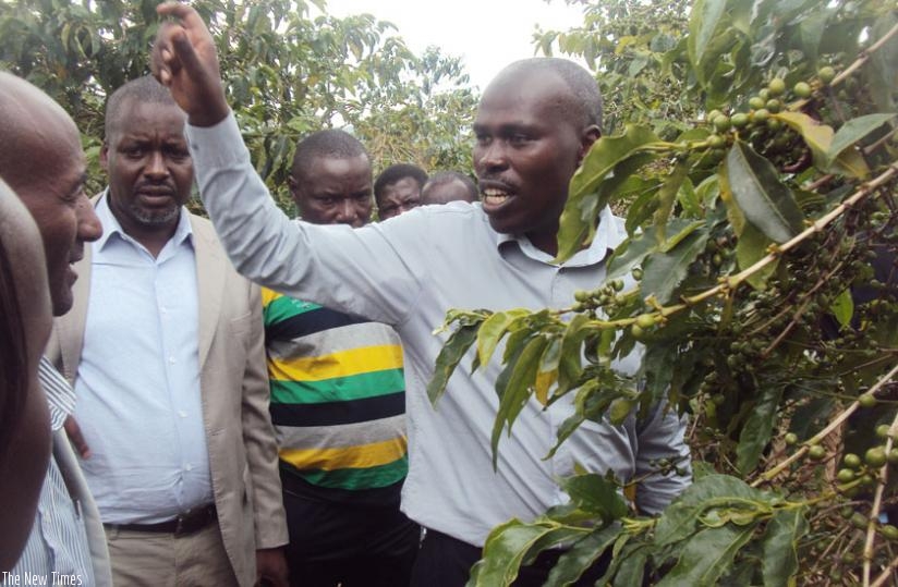 Joseph Bigirimana, the lead researcher for the team that developed the variety, explains the benefits of the new RABC15  coffee variety in Huye District. (Emmanuel Ntirenganya)