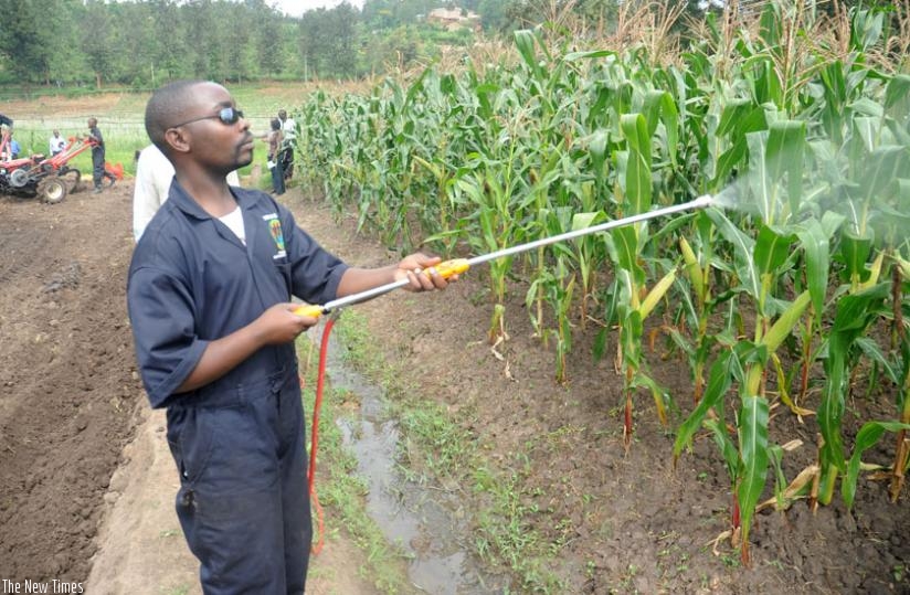 Six Comesa countries dealing in maize and products have agreed on mutual recognition of each otheru2019s standards certificates to ease trading. (Net photo)