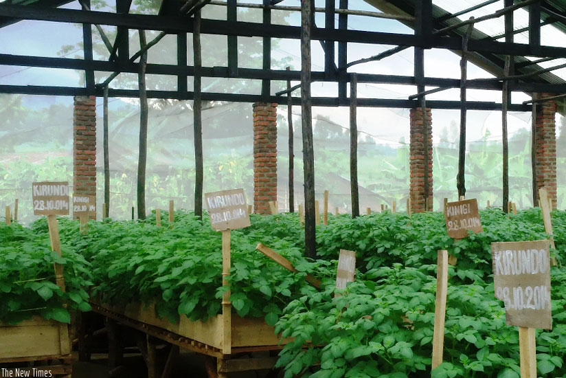 Irish potatoes grown inside a green house in Musanze District. (Jean du2019Amour Mbonyinshuti)