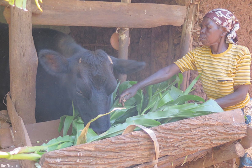 Niyonsaba feeds her cow in Ruturo Cell, Kibirizi Sector last week. (Photos by Emmanuel Ntirenganya)