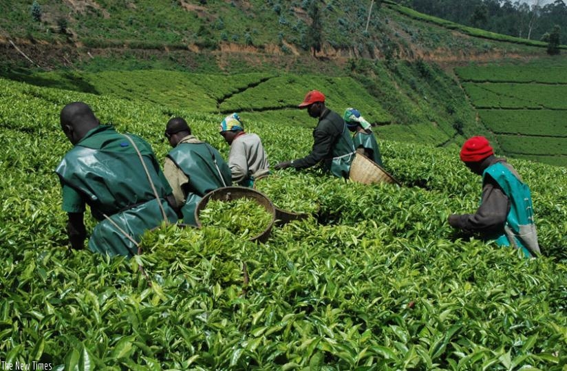 Farmers in Kitabi pluck tea leaves. Global economy faces tough times. T. Kisambira. (File)