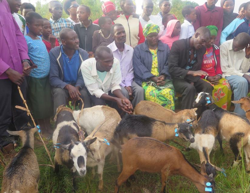 Community psycho social workers, anti- trauma and family disputes based clubs and families from Mbogo and Burega sectors in Rulindo district were given livestock.