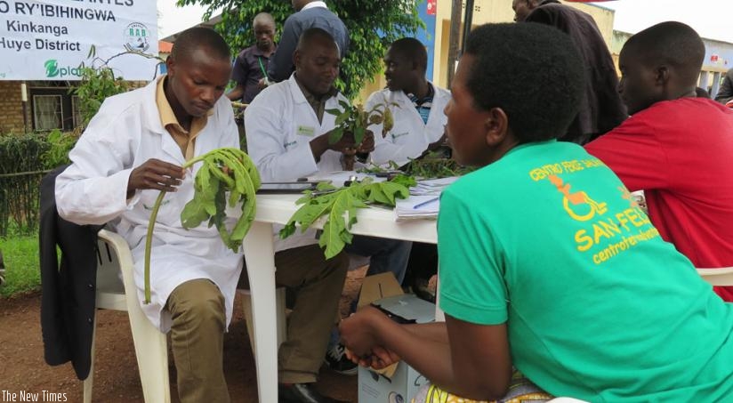 Plant doctors examine farmers' crop samples at Kinkanga Plant Health Clinic in Huye District on Monday.  (Emmanuel  Ntirenganya)