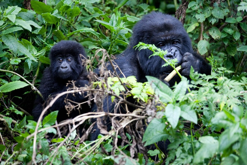 Gorillas feed in Virunga National Park. A Dutch group are to develop world class tourism destinations in emerging markets in Africa such as Rwanda. (File)