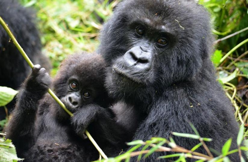 A mountain gorilla in Rwanda cuddles her baby. The private sector is in a move to market East Africa as a single tourist destination. (File)