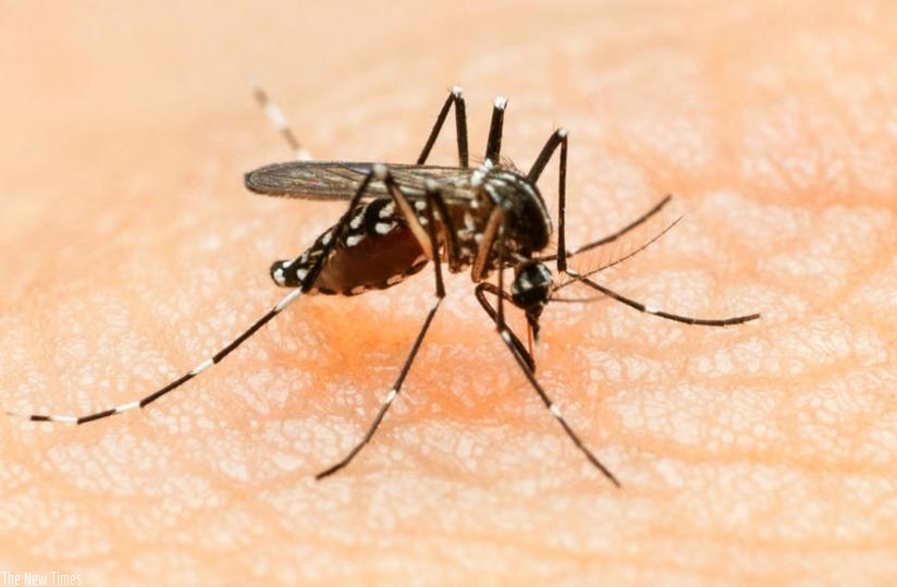 Zika virus is spread by the Aedes mosquito. (Net photo)