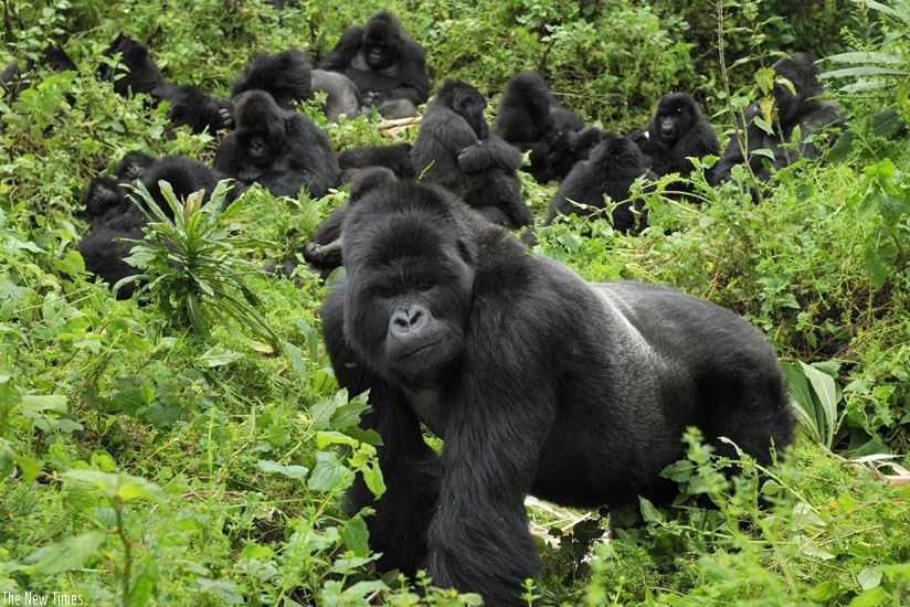 A family of mountain gorillas basking in the Virunga National Park. Tourists feel safe to travel to Rwanda due to peace and security that Rwanda enjoys and which makes it one of the safest countries in Africa. (Courtesy)rn