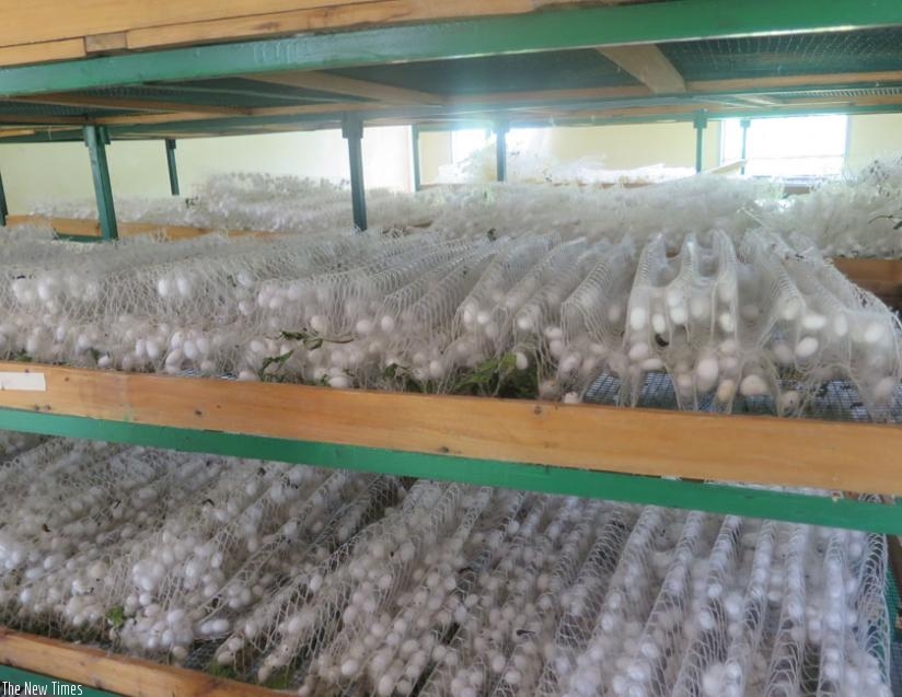 Cocoons on rearing bed. Silk yarn is produced by reeling cacoons together. (Jean Nepo Ndikumana)