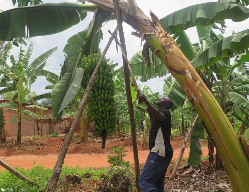 The forthcoming continental conference will try to find ways to harness agriculture as a key driver of development. (File)