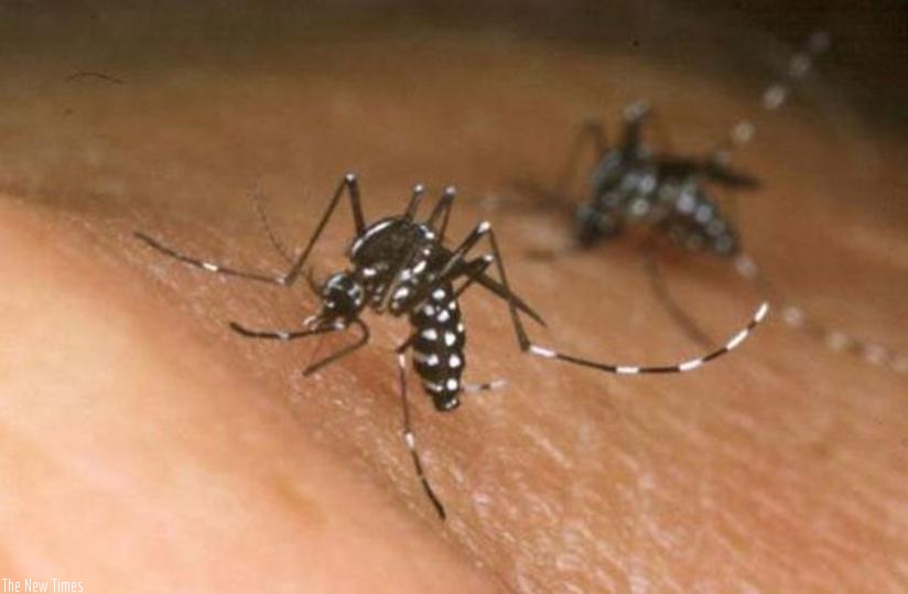 Zika virus is spread by an Aedes mosquito. (Net photo)