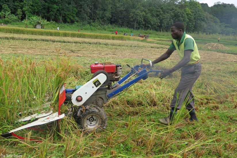 A farmer harvests rice in Southern Province. The government wants to stop importing rice by 2018. (File)