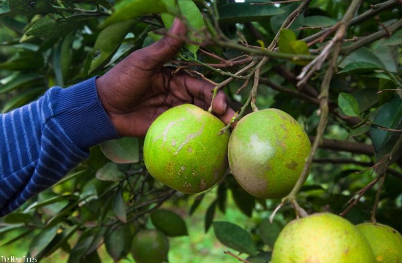 A farmer checks on his orange fruits in Rwamagana. (Timothy Kisambira)