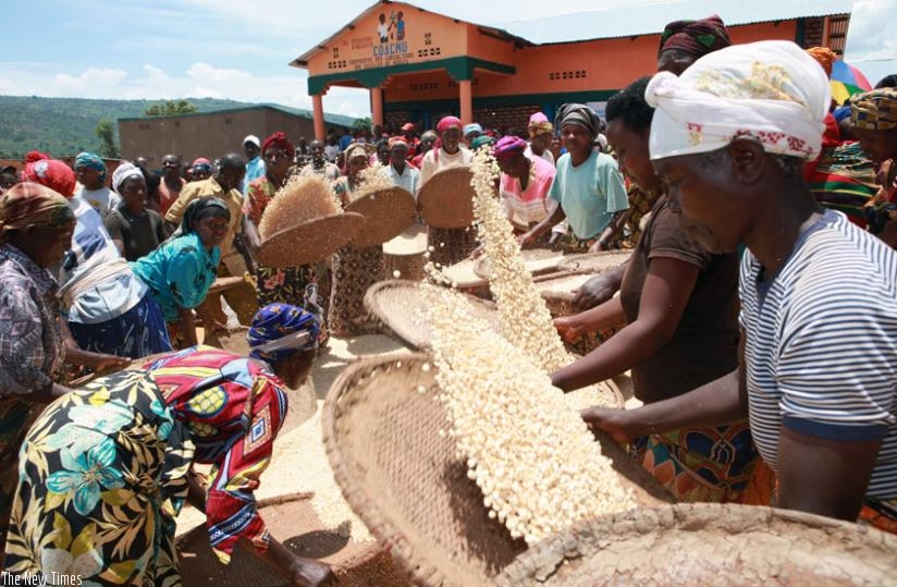Maize farmers in Kirehe District during post harvest handling. (File)