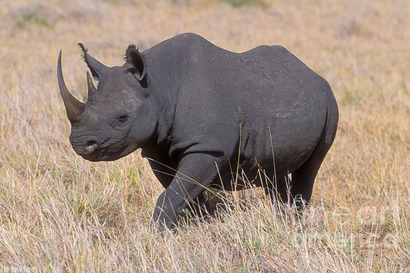 Black rhinos are to be reintroduced in Rwanda (Net photo)