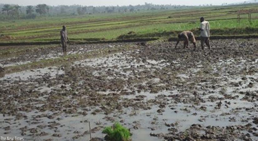 Many rice farmers are wary of flooding of their fields. (File)