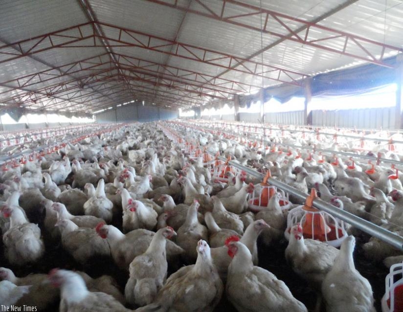 The centre is expected to introduce modern technology in poultry and production of quality animal feeds. (File)
