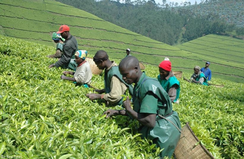 Farmers picking tea leaves: BRD had slashed interest rates to boost the export industry. (File)