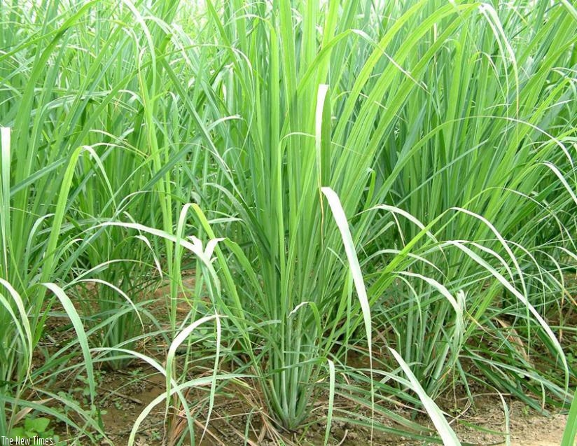 Fresh lemon grass can be used to add flavour to hot drinks. (Net photo)