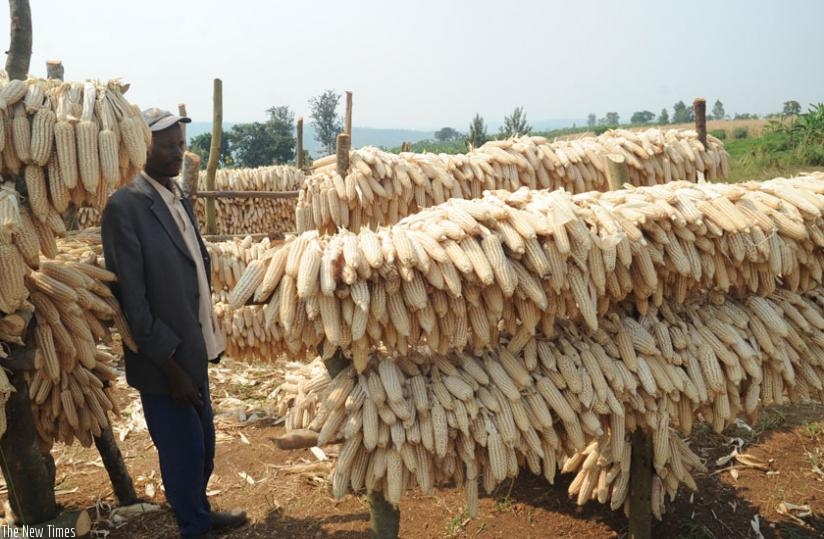 Individual grain farmers and those organised under co-ops have a chance to supply WFP to help it run its operations in Rwanda. (File)