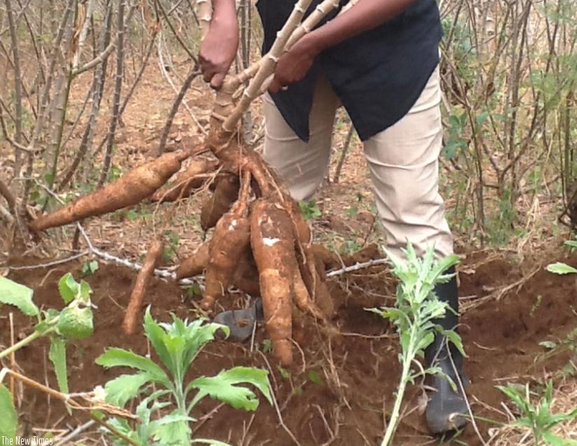 A farmer harvests cassava. Government is strengthening efforts to improve agriculture output and earnings from the sector. (File)