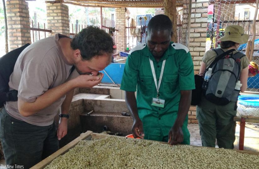 A tourist tastes green coffee beans at the washing station as Mr Coffee explains how beans are dried after pulping. (Courtesy)