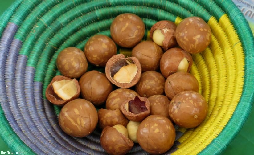 Harvested macadamia nuts on display in Nyanza District last year. (E. Ntirenganya)