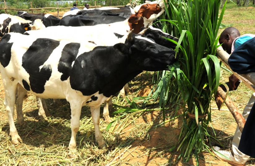 A farmer feeds his dairy cows in Eastern Province. Commercial banks are reluctant to lend to farmers. (File)