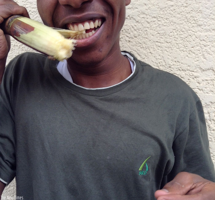 A boy chewing sugarcane. Hypersensitivity can deprive one of enjoying certain foods and drinks. (Solomon Asaba)