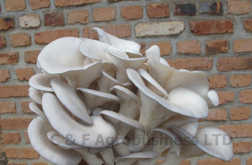Mushrooms are a high-value crop and bring in returns a few weeks after planting of pores (seedlings). (Courtesy)