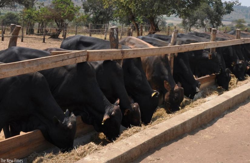 Some of the cattle at Gako project. The multibillion project is expected to increase  access to quality beef and boost Rwandau2019s export revenue. (Courtesy)