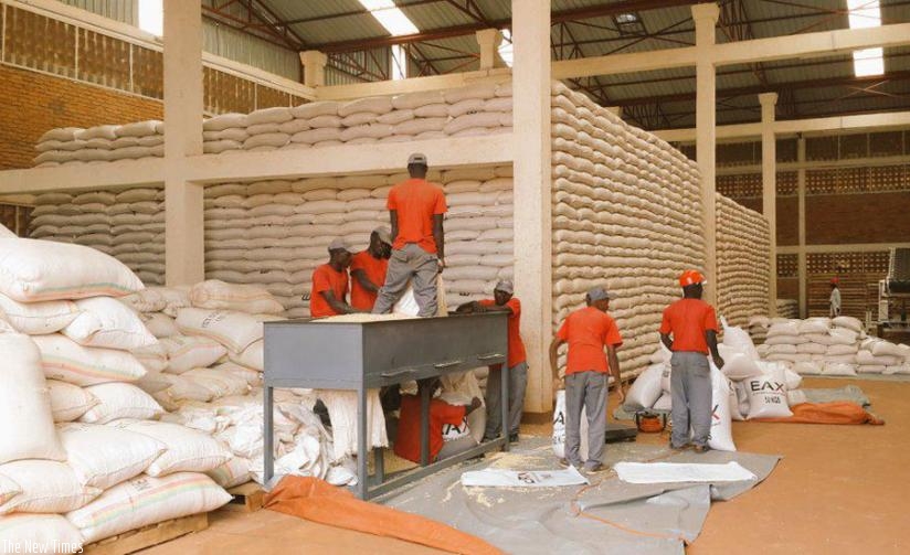 EAX workers sort maize at one of their warehouses. Grain and cereal farmers working with RGCC will soon start selling their produce under the warehouse receipt system. (File)