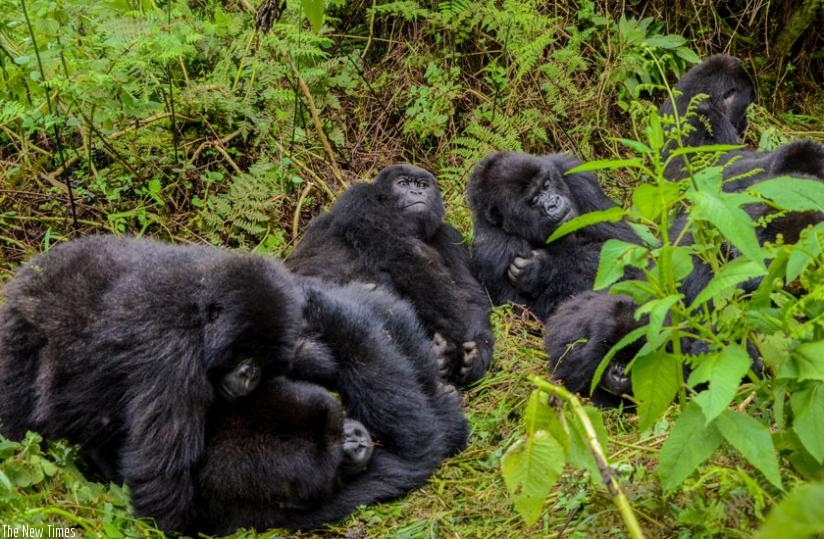 Nineteen baby gorillas from the Volcanoes National Park are expected to be named in the 2016 Kwita Izina ceremony in September. The photo was taken last year in Bisoke Volcano. (File)