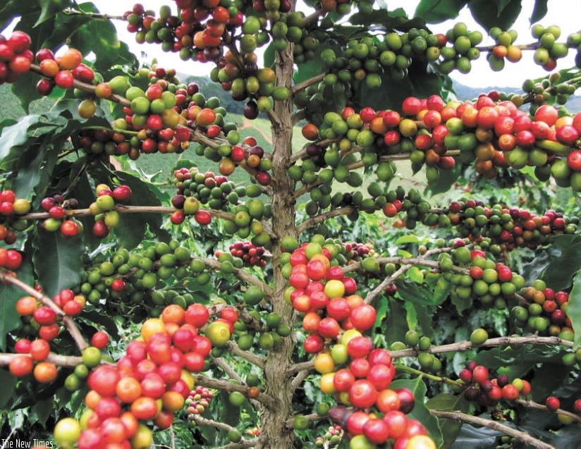 Coffee beans have not performed well at the last three auctions. (File)
