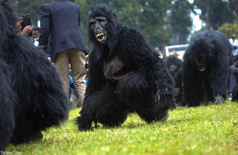 Humans in gorilla costumes pose as baby gorillas during last yearu2019s Kwita-Izina ceremony. (File)