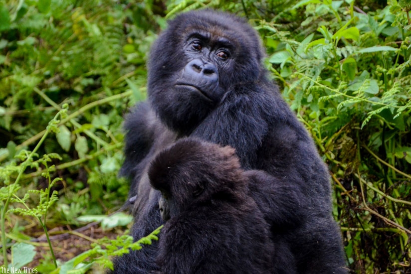 One of the gorillas in Rwanda holds her little baby in the National Volcanoes Park last year. Gorilla trackers now use GPS to count the number of gorillas. (Faustin Niyigena)