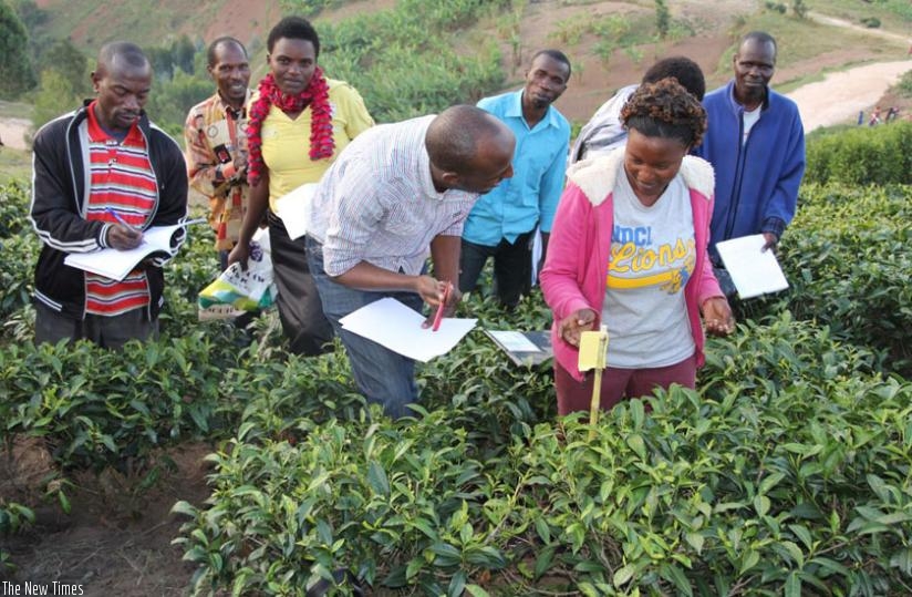 Southern Province farmers during a field training session.  New factories have spurred tea output and earnings. (File)